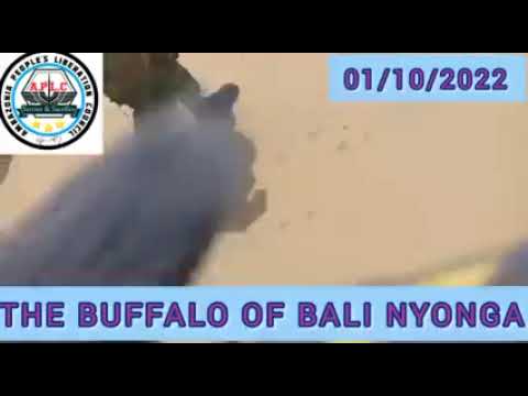 #Ambazonia fighters called the buffaloes for Bali nyonga