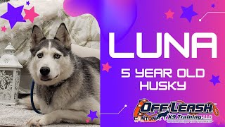 Download Lagu Luna | 5 Year Old Siberian Husky | Off Leash Obedience | E-Collar Training Thumbnail