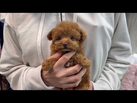 YouTube動画のサムネイル