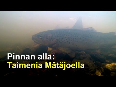 Pinnan alla: Taimenia Mätäjoella (4K)