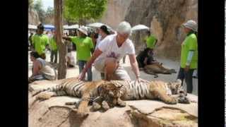 preview picture of video 'Les tigres de Kanchanaburi'