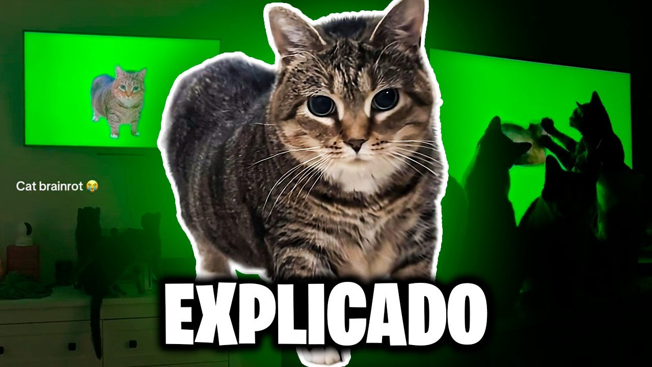 OIIAOIIA CAT - WHERE DID THE MEME COME FROM?