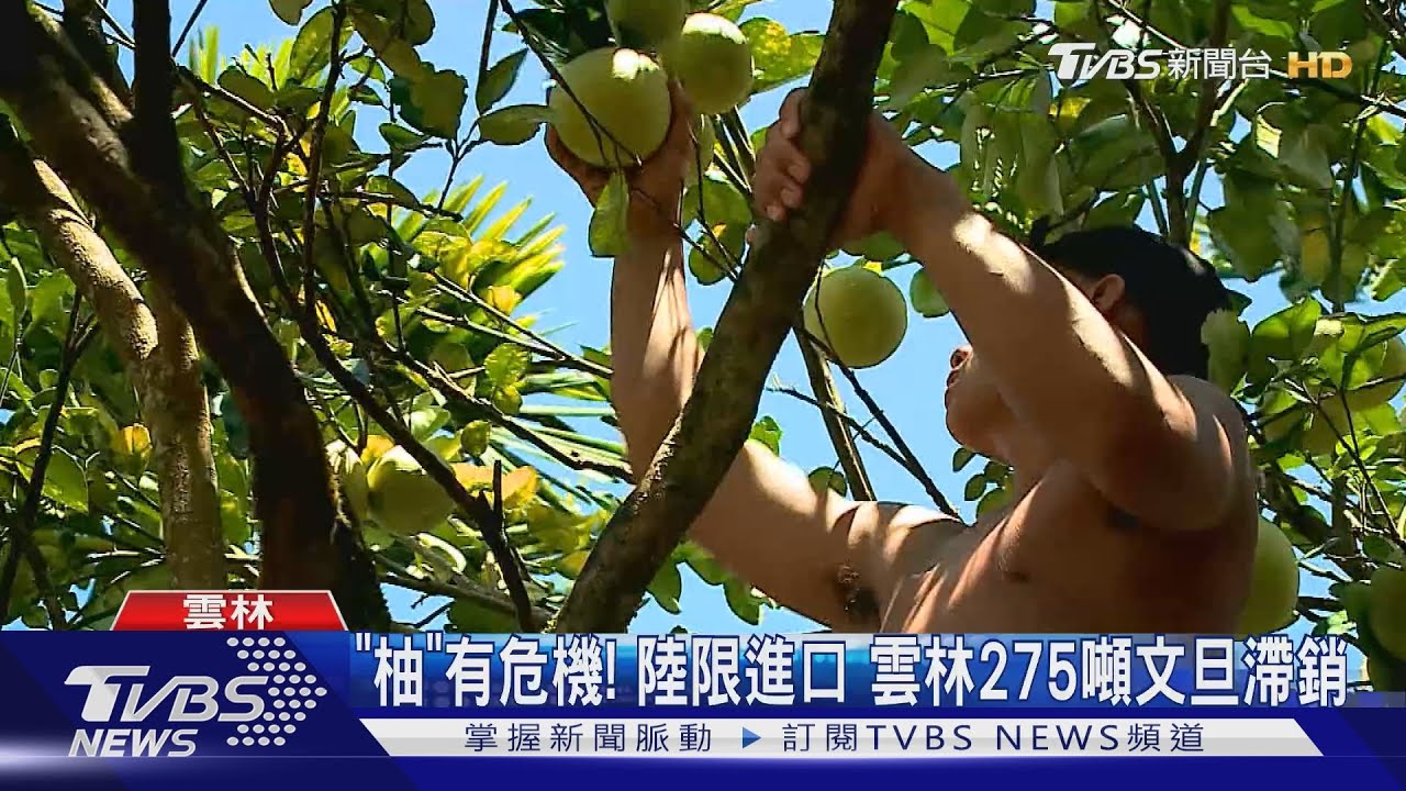 「柚」有危機!陸限進口 雲林275噸文旦滯銷