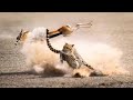 Cheetah High Speed Gazelle Hunt Cheetah HUNT Shorts