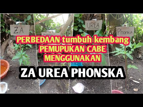 , title : 'uji coba PEMUPUKAN TANAM CABAI dengan PHONSKA urea dan ZA'