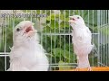Gorgeous white canary singing