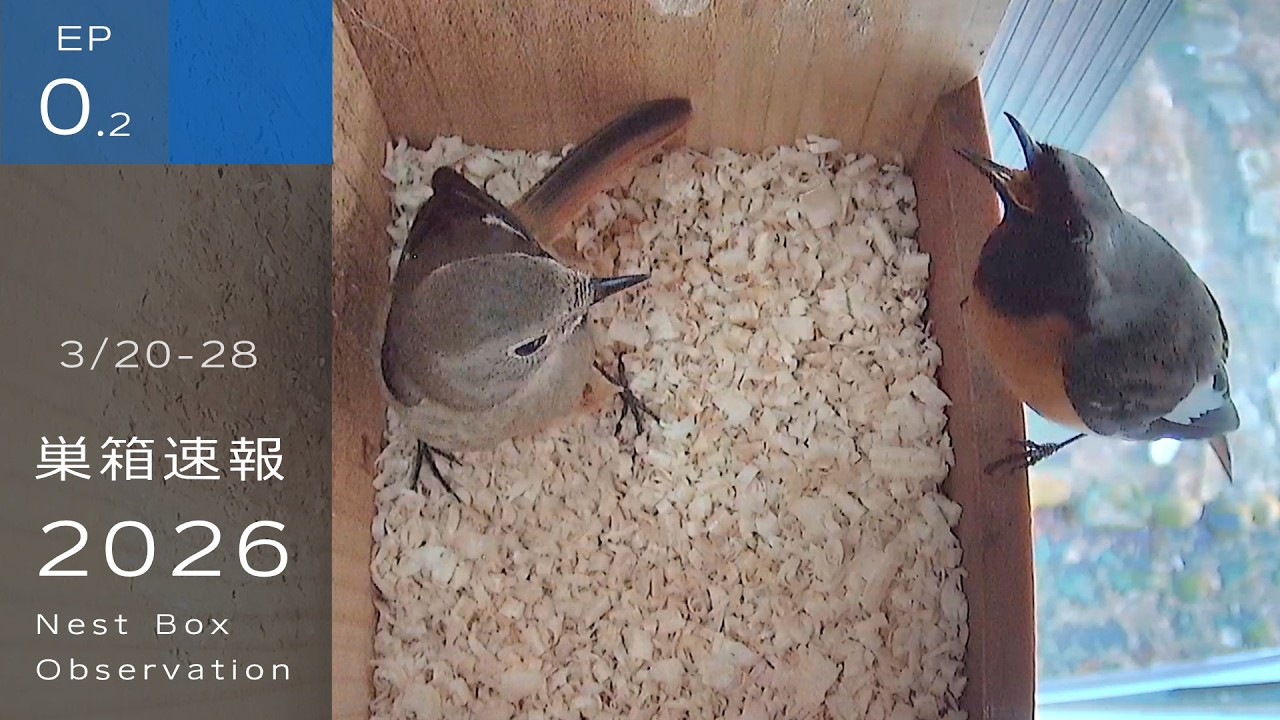 ジョウビタキが戻ってきました！！【巣箱速報2026】