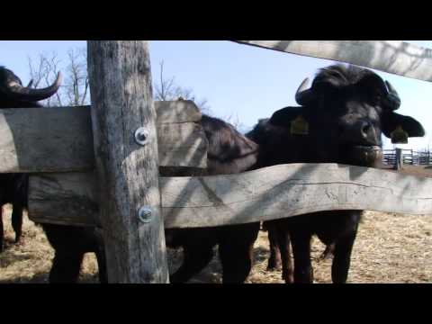 Bivoli & Puli / Buffalos & Puli