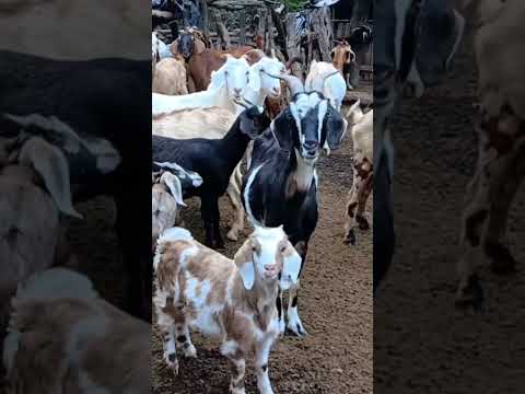 Nos vamos para el campo desde Herrera, Santiago del Estero! #argentina #vlog #herreravlogs