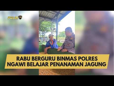 RABU BERGURU BINMAS POLRES NGAWI BELAJAR PENANAMAN JAGUNG