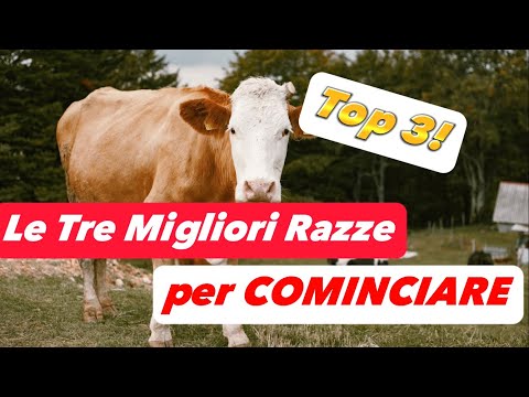 VACCHE | Quali Sono Le 3 Razze Migliori Per Iniziare