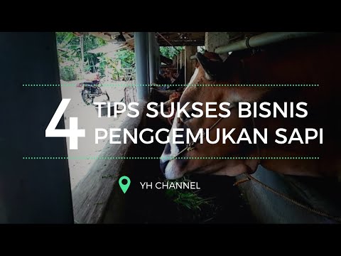 download lagu mp3 mp4 Tips Usaha Penggemukan Sapi, download lagu Tips Usaha Penggemukan Sapi gratis, unduh video klip Tips Usaha Penggemukan Sapi
