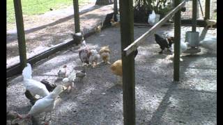 California King by Hot Apple Pie