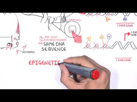 Epigenetics - An Introduction