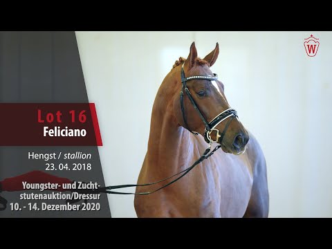 Youngster- und Zuchtstutenauktion/Dressur Lot 16 Feliciano Hengst v. First Selection - Beltoni