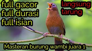 Download lagu Masteran wambi gacor juara 1 mp3 Download lagu Masteran wambi gacor juara 1 mp3