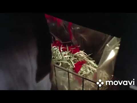 Gremlins 2 The new batch (1990) Kill count