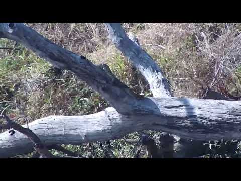 Djuma: Monitor Lizard resting on fallen tree - 10:55 - 07/03/2023