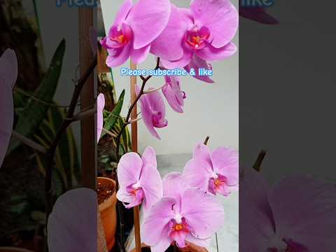 different types of flowers #shots #flowers #like #nature #love