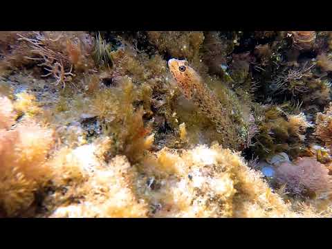 Gobius bucchichi