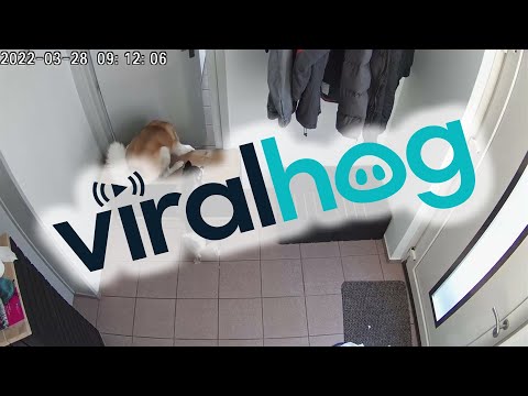 שני כלבים חמודים מנסים לפתוח ביחד דלת