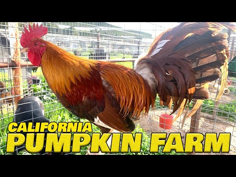 Califronia Beautiful Birds Frank Brizuela Pumpkin Farm | Farm Visit