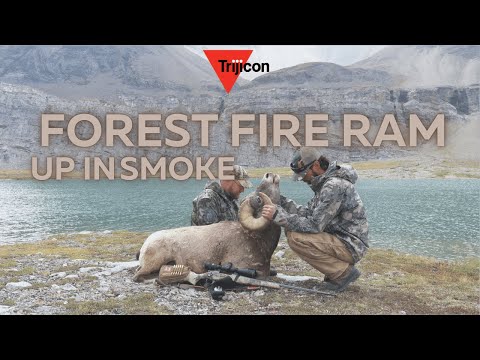 The Forest Fire Ram: Up In Smoke! Alberta Bighorn Sheep