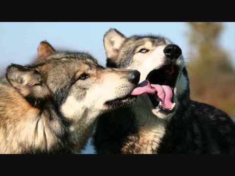 Tihomir Lazic - Ko sam ja.wmv