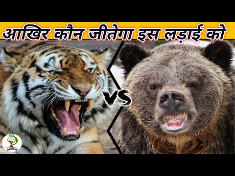 TIGER VS GRIZZLY BEAR :- WHICH IS THE STRONGEST? || WILD ANIMALS ATTACK || BENGAL TIGER ||