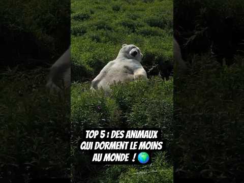 TOP 5 : Des animaux sauvages qui dorment le moins ! 😴 #animaux #cheval #elephant #giraffe #dauphin