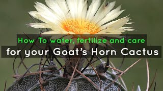How To water, fertilize and care for your Goat’s Horn Cactus