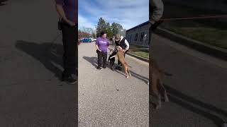 Video preview image #1 Rottweiler Puppy For Sale in Hillsboro, NH, USA