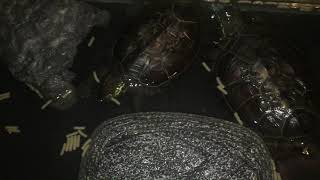 動物パーク 久しぶりのペット動画