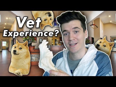 How To Get Veterinary Experience