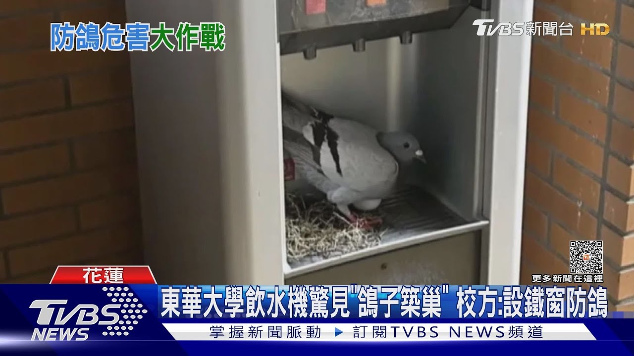東華大學飲水機驚見「鴿子築巢」 校方:設鐵窗防鴿