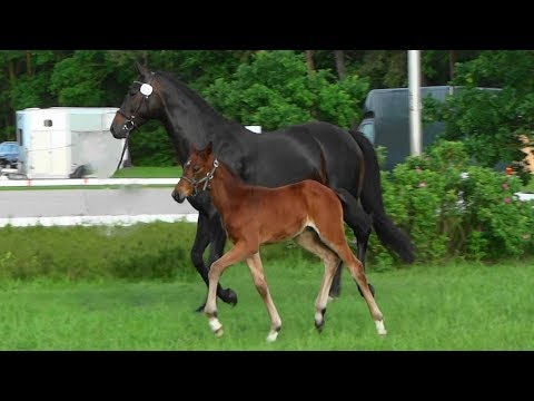 Hengstfohlen von CALLAHO'S BENICIO - geb. am 07. Mai 2019