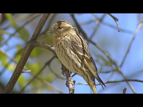 Pine Siskin