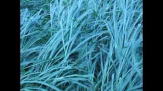 Sobre mar, madeira e outros animais.