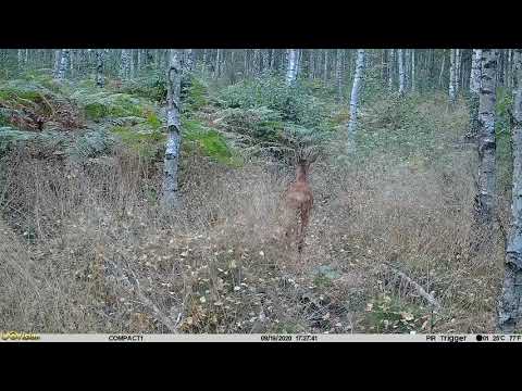 Roebuck filmed whit an Uovision Compact trail camera.Date.2020-08-19