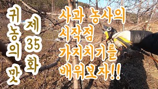 [귀농의 맛]사과나무 가지치기(전지, 전정) 배워보자