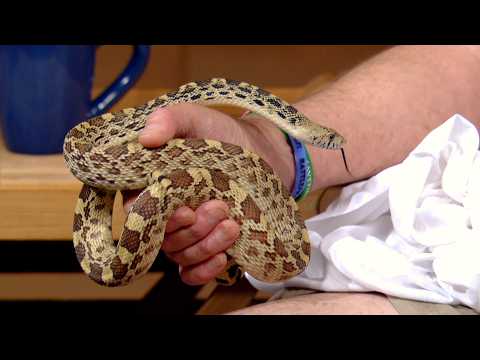 Top Garden Insects Revealed | Central Texas Gardener Highlights