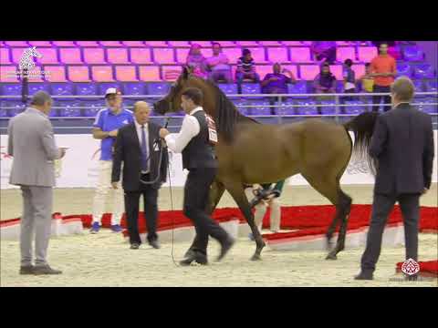 N 177 DUKE SANTONIO ME   Sharjah Arabian Horse Festival 2020   Colts 3 Years Old Class 9