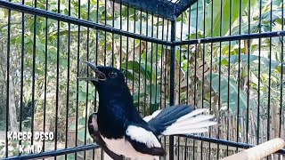 Download lagu Pancingan Kacer jitu'AUTO'Kacer langsung Ngotot Konslet bongkar materi'TARUNG' mp3