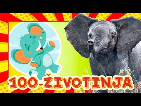 *Prvih 100 ŽIVOTINJA* 🎴 Učimo uz videozapise pravih životinja | Edukativni video za djecu