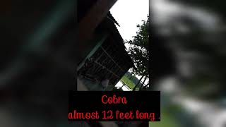 Snake in my house , big black cobra .,😱😱😱😱😱