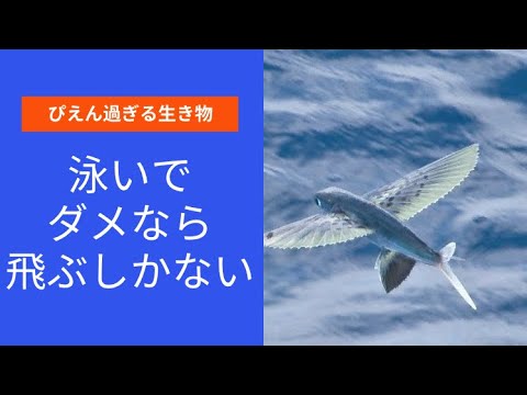 トビウオ ~種類と特徴~