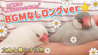 【文鳥】BGMなしロングver☆作業用、癒しのひとときに♪