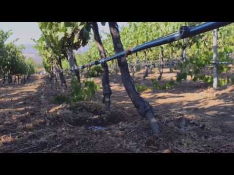 Vinisterra Vitivinícola Julio 2014