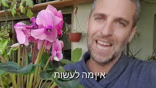 טיפים לגידול רקפות בבית