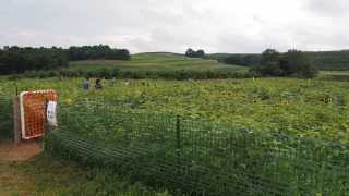 preview picture of video 'Sunflower Maze Lyman Orchards 2013'